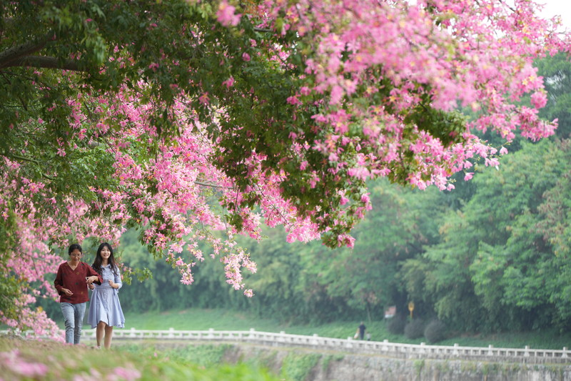 深圳旅游最佳观鸟时间,深圳春季海边旅游攻略最新