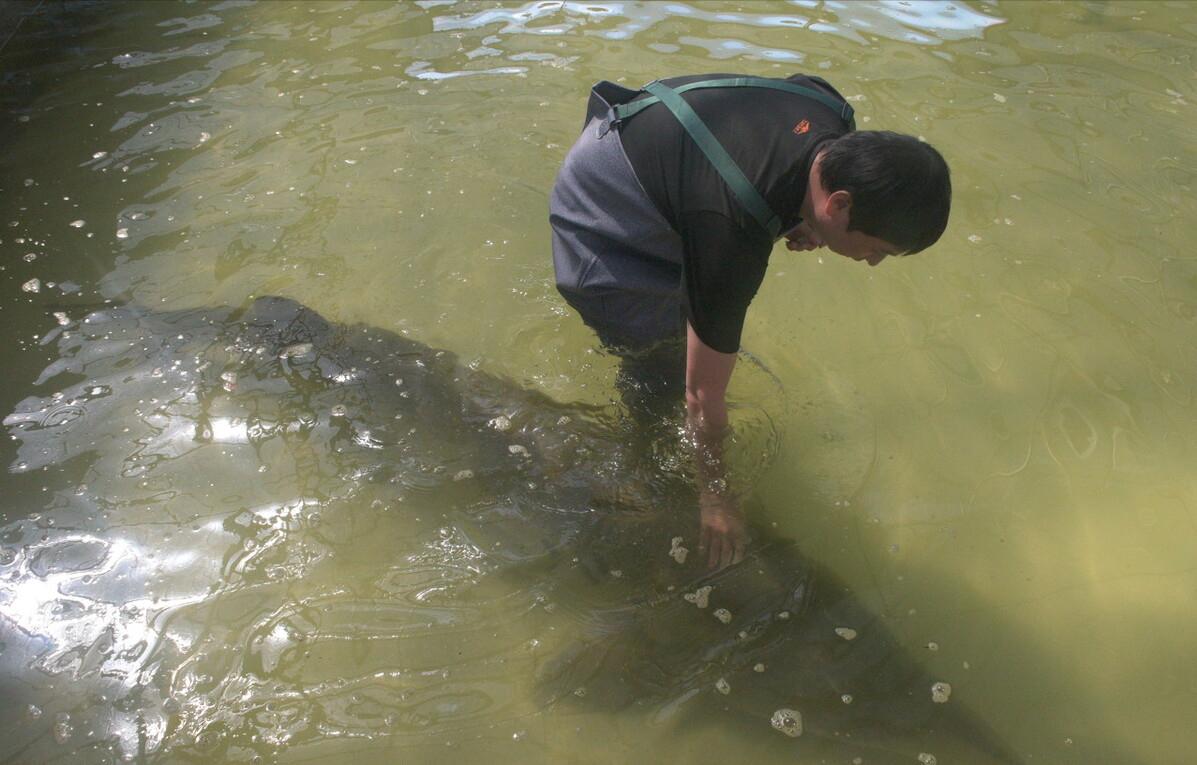 世界上发现的最大鳇鱼,黑龙江大鳇鱼是国家保护动物吗
