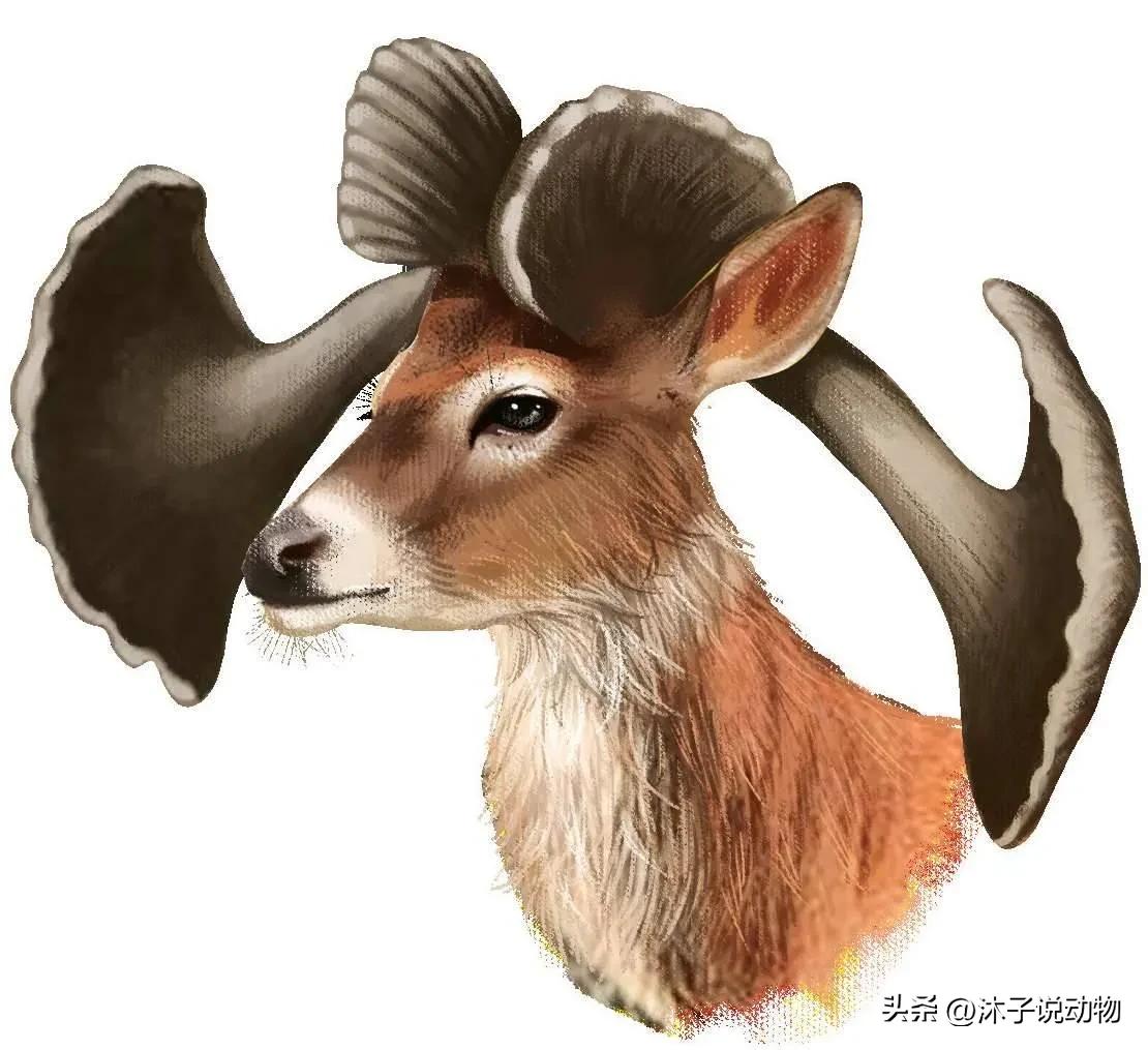 大角鹿灭绝,巨大角鹿灭绝了多少年