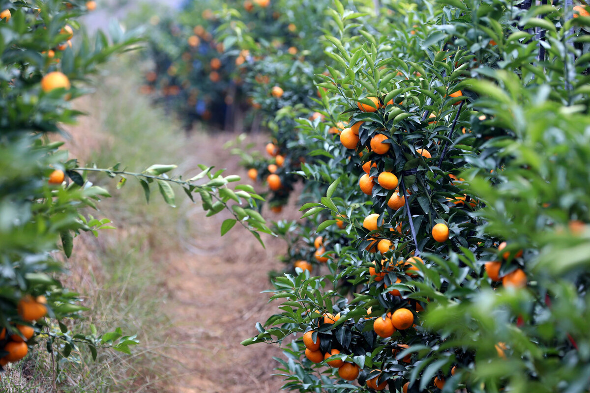 农家女的逆袭人生,一个农村妇女创业之路