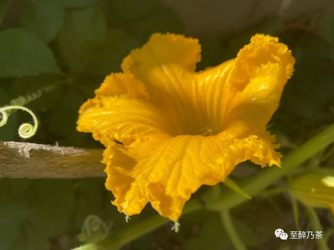 有点邪恶的笑声,有点小腹黑