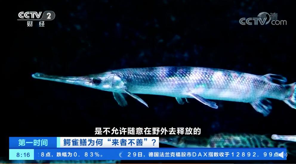 那些胡乱放生的人,那些放生的人都怎么想的