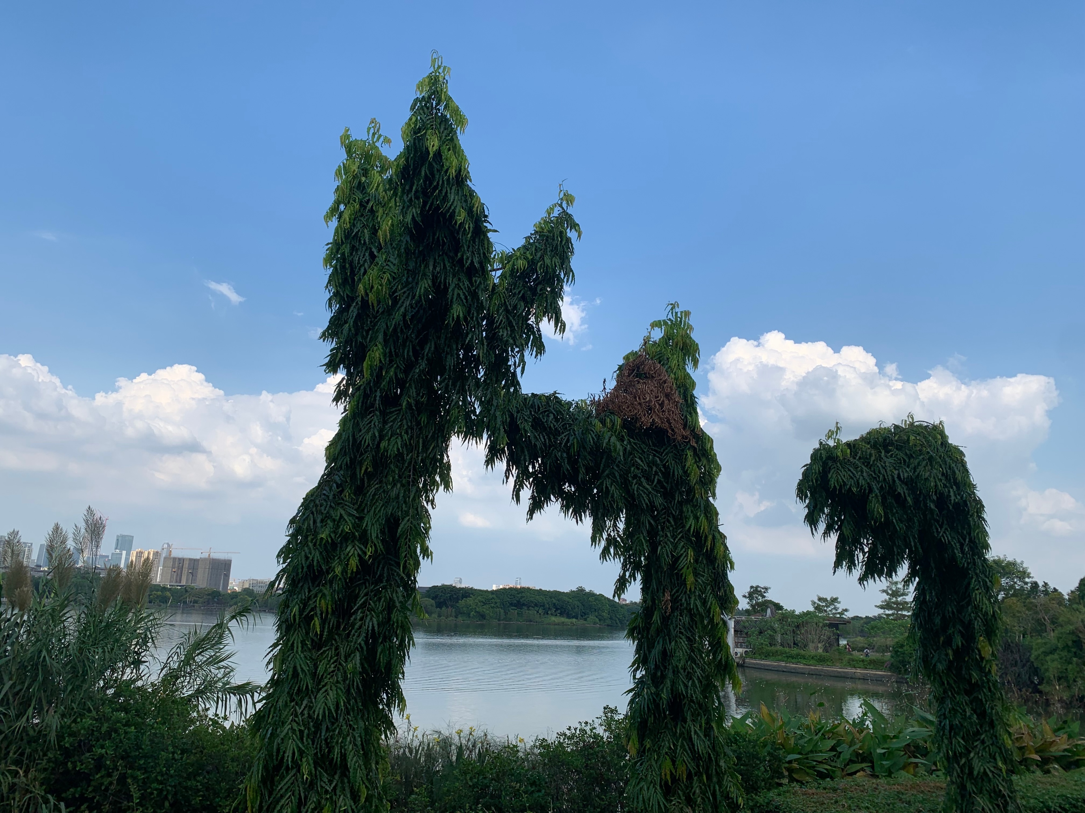 2022海珠湖公园春节游玩,海珠湖湿地公园最佳游玩时间