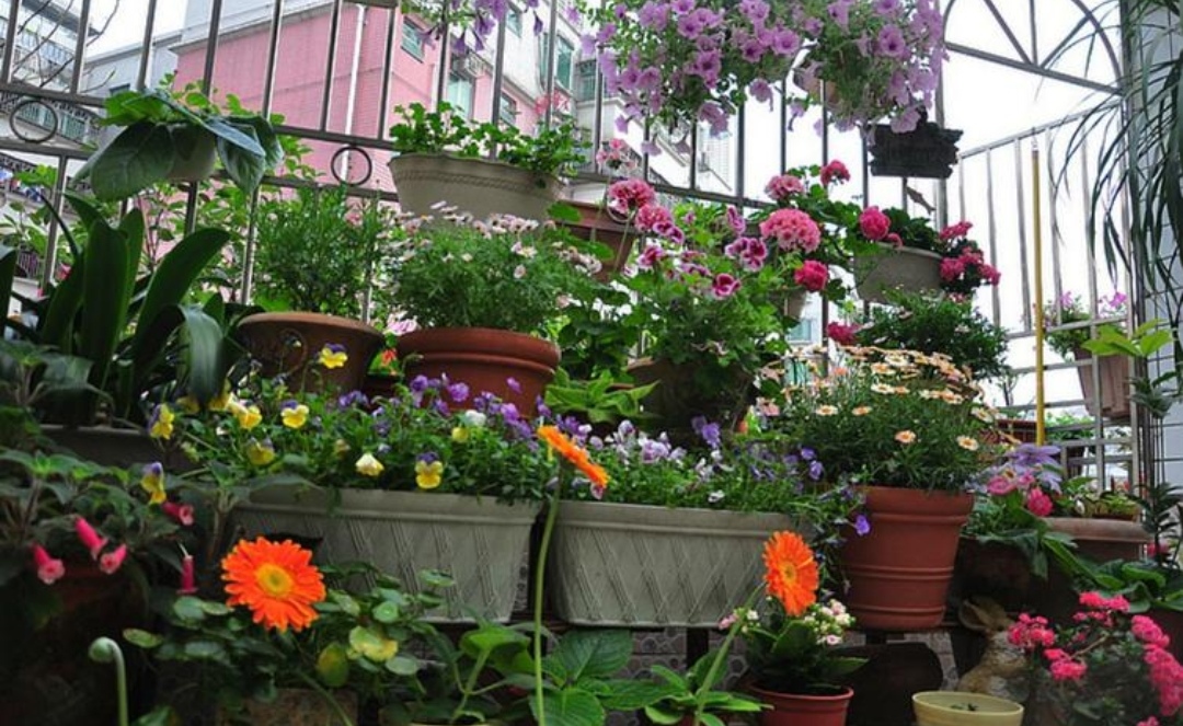 营养液浇花的最佳方法,水养的花怎么自制营养液