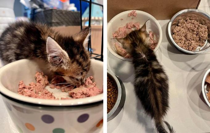 奶猫腹部稍硬就是要排便,奶猫体检