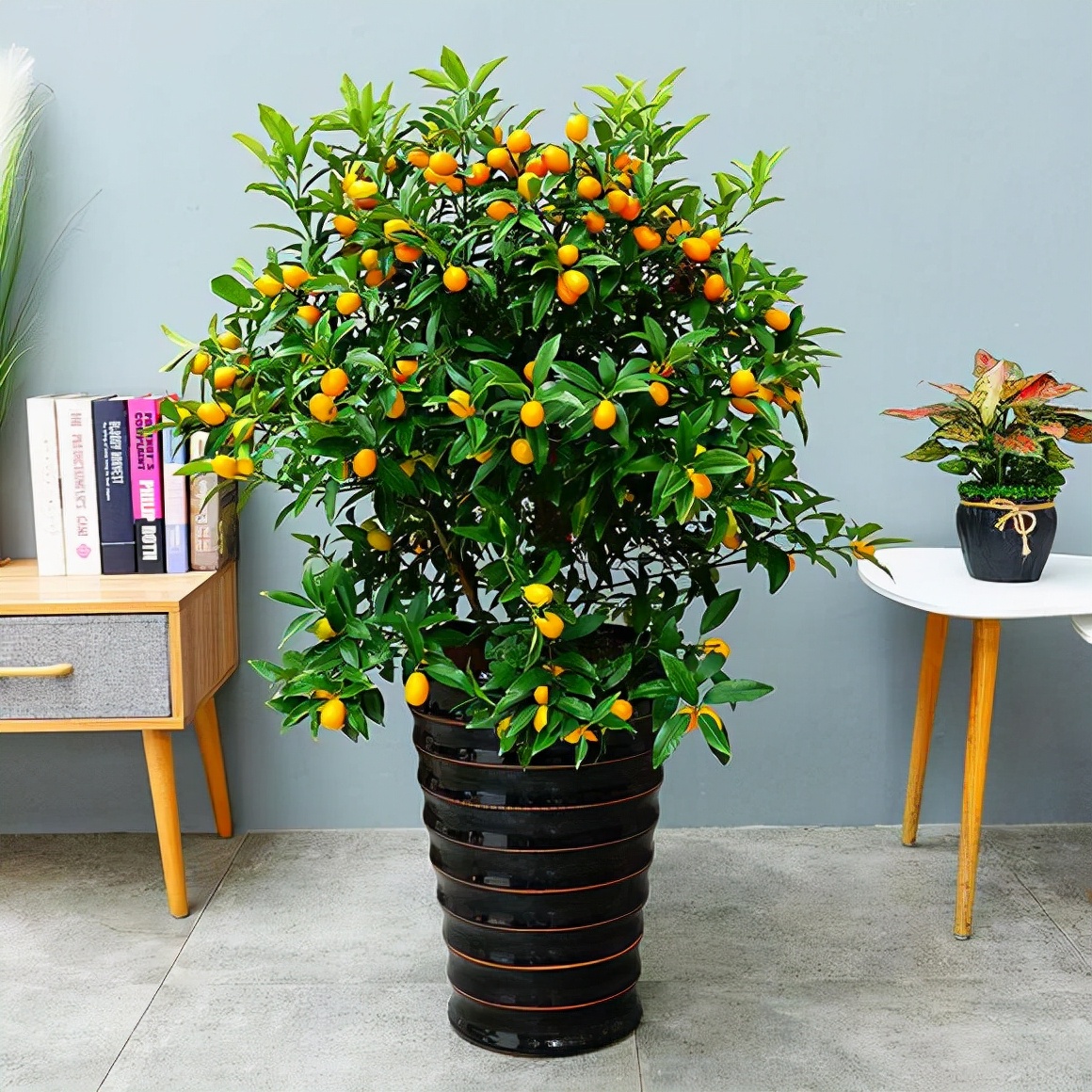 6种年宵花现在买最省钱,年宵花怎么养才旺财