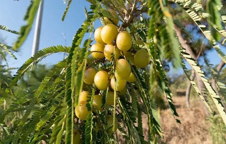 正宗油橄榄,滇橄榄油