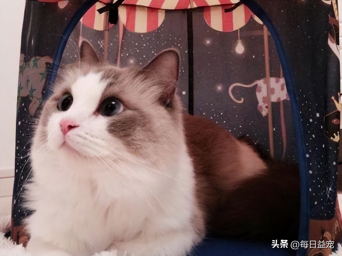 布偶猫多少钱一只长不大,布偶猫为什么价格相差那么大