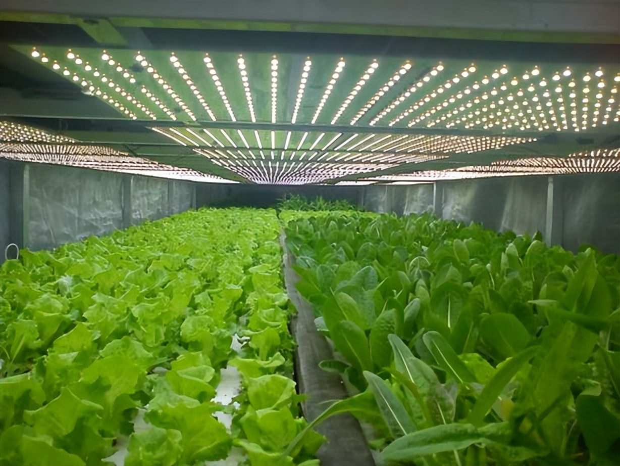 中国十大农业科技进展,十大农业科技标志性成果