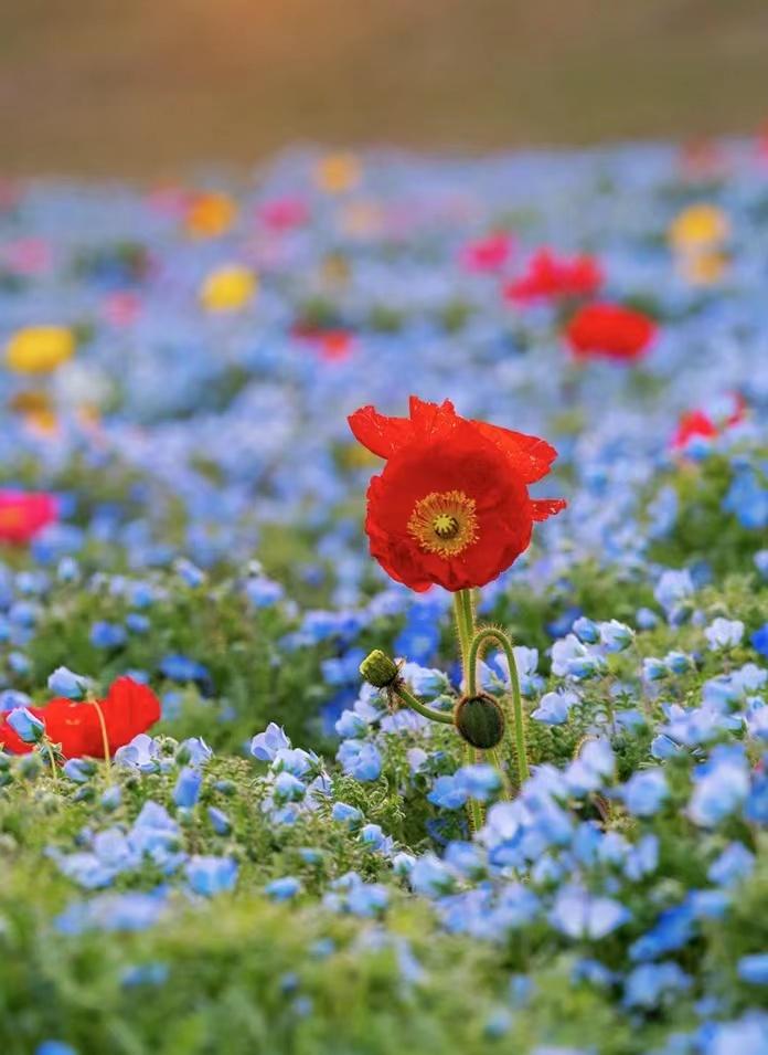 疫情隔离期，成就了一个高中孩子和母亲的和解