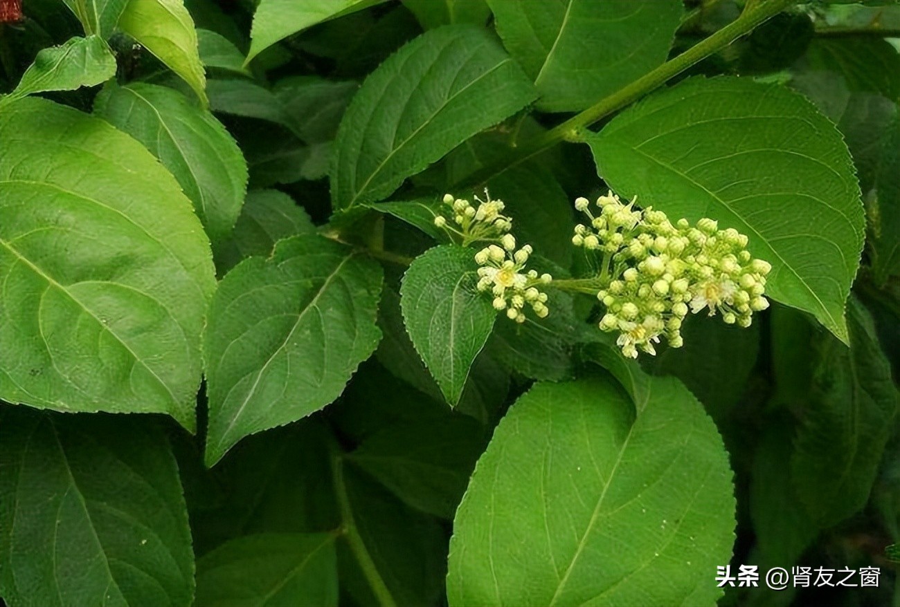 雷公藤多甙片治疗iga肾病,雷公藤多苷是治肾病还是伤肾