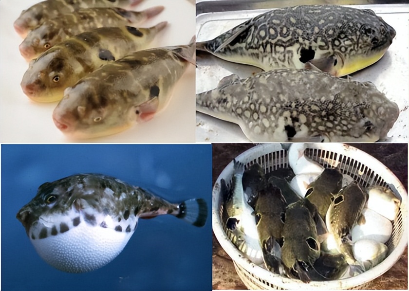 河豚毒性,河豚为什么吃了有毒的食物不中毒