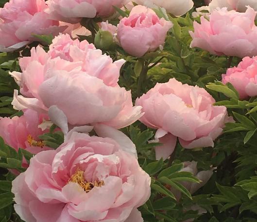 5天时间郑州出发适合去哪玩自驾,郑州到太行山一号公路自驾路线图