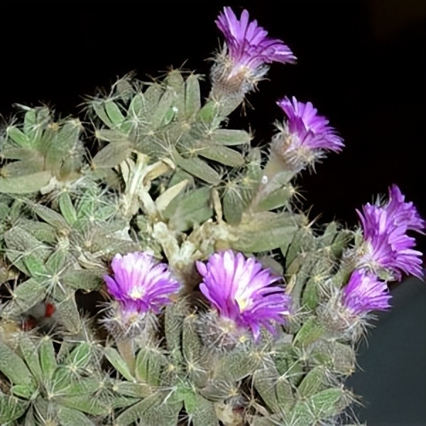 102个大类近500个多肉植物图片，都极其美丽，建议在家中也养一盆