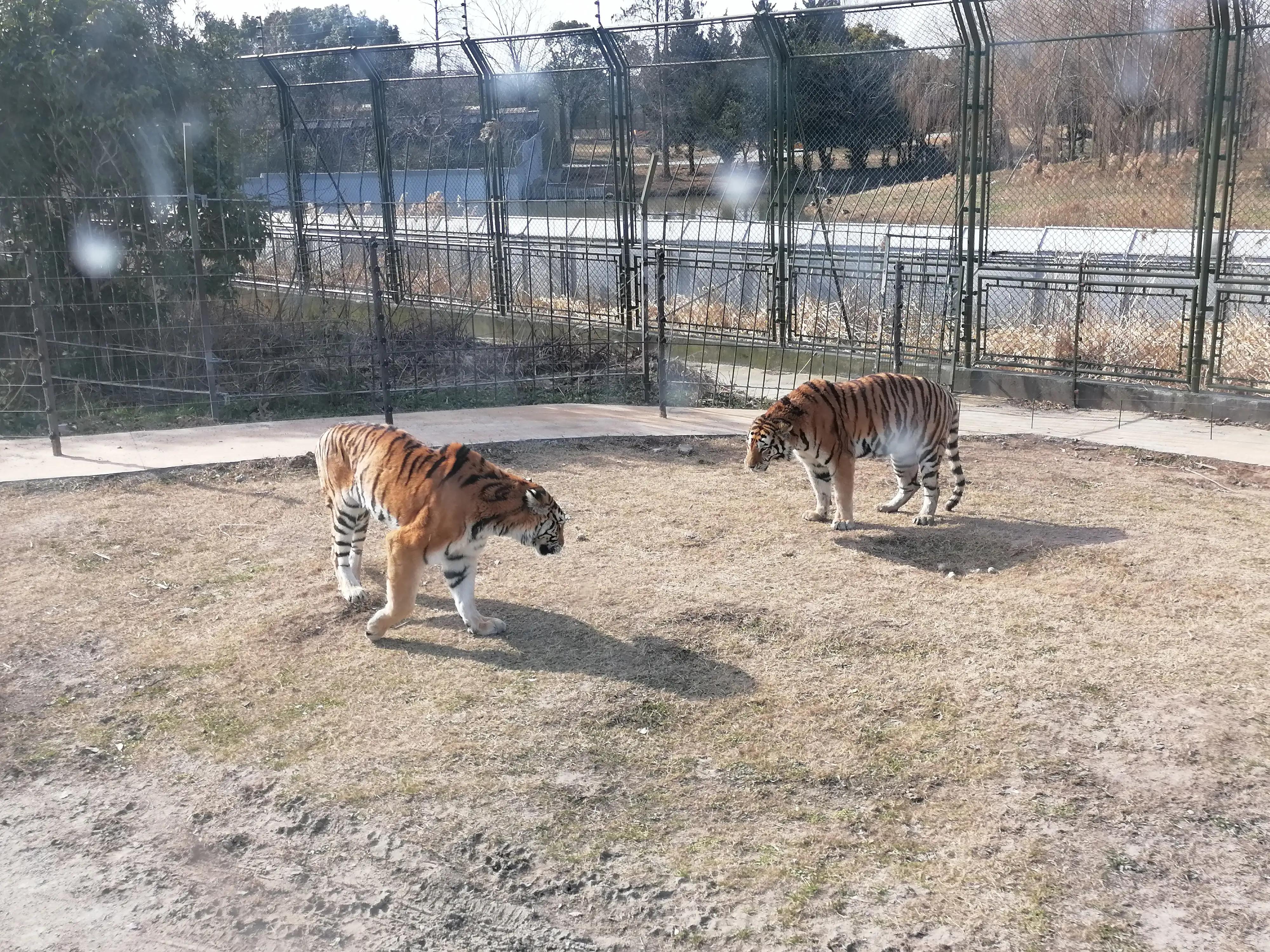 上海去大明山三日游,最新上海三日游攻略