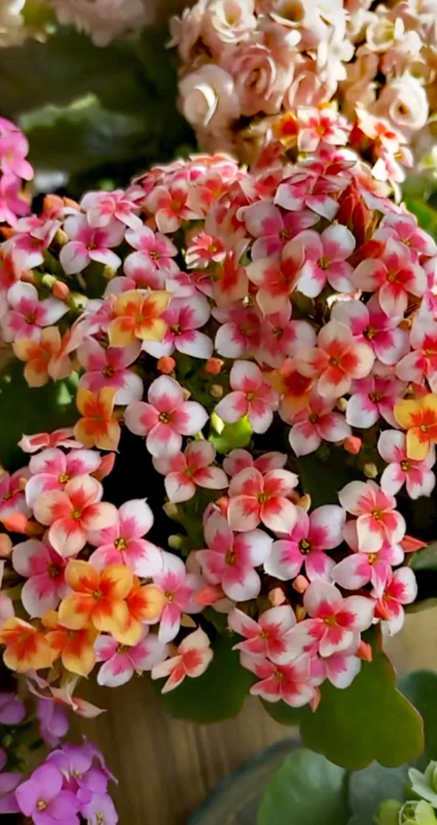 分享精美花朵图片,分享春天的图片大全