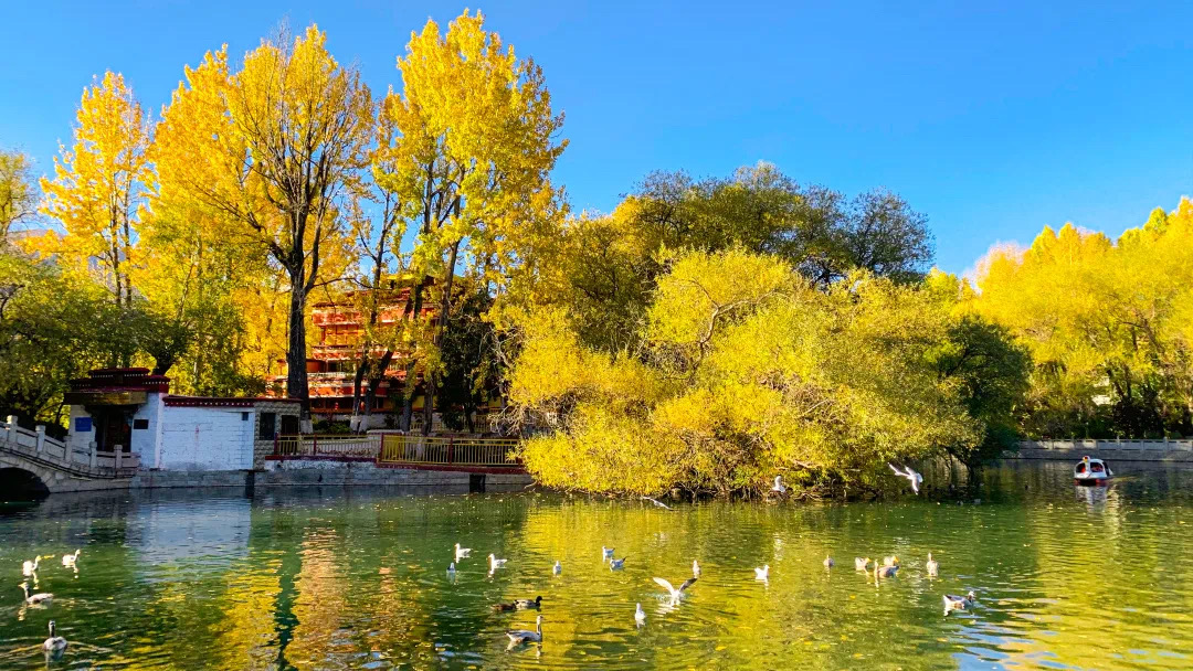 错过了十月的*藏西**，你就错过了这个星球最壮丽的秋色