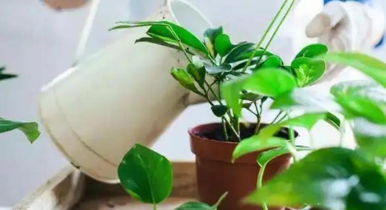 酸性水浇花改善土壤板结,用什么水浇花土壤不会板结