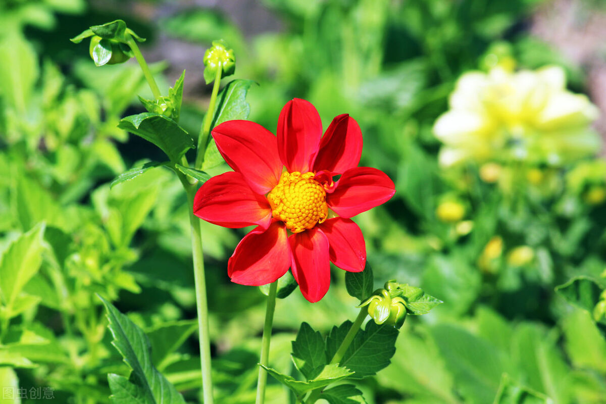 写红和绿的古诗词,古诗中的红绿配