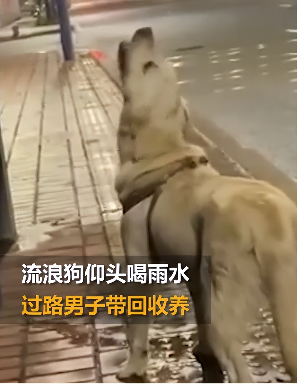 仰头喝水流浪狗被收养,流浪狗被捡回来养