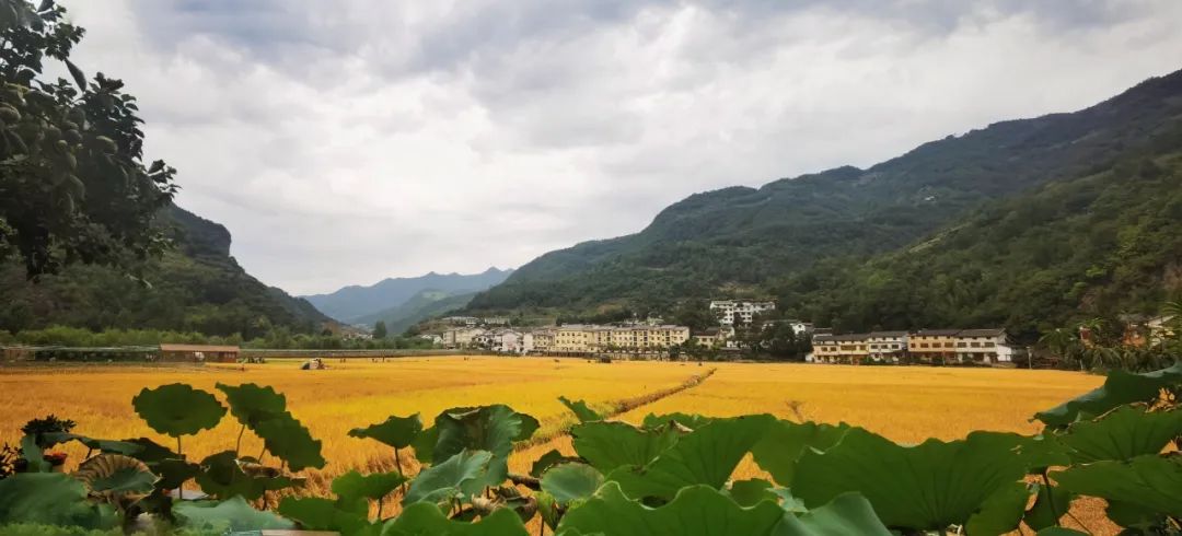 让群众在村级“三务”、发展规划等方面掌握“话语权”！郧西县委书记查宏：区域联合*党**建共绘美好生活