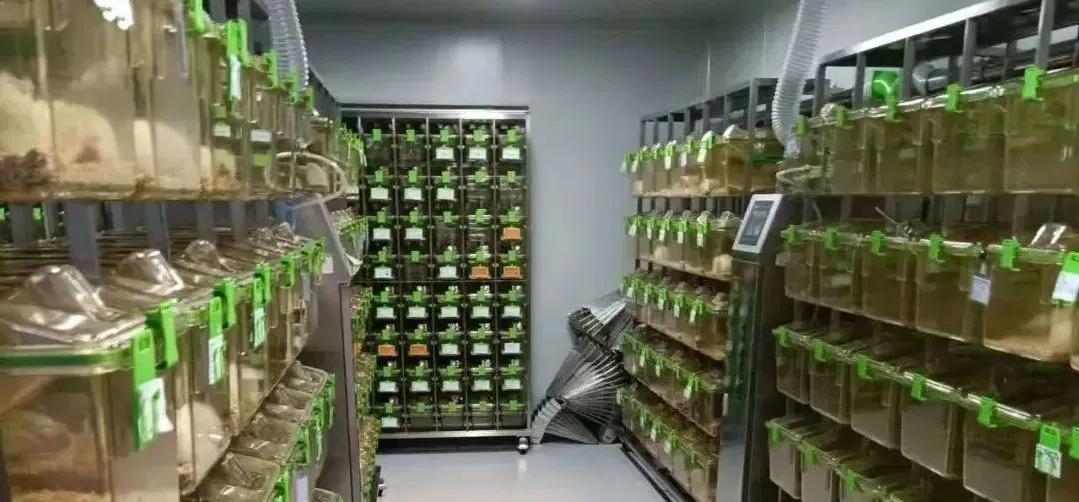 实验动物福利,实验动物环境及设施最新标准