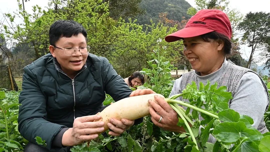 靖西汉子做“酸嘢”，10万单库存竟一天卖空