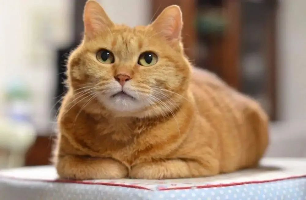 犬猫家族绝育,犬猫超声刀绝育手术