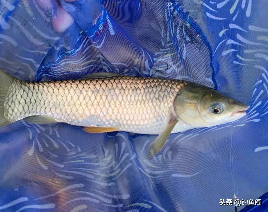 野钓用长子线好还是短子线好,野钓0.6子线和0.8子线哪个实用