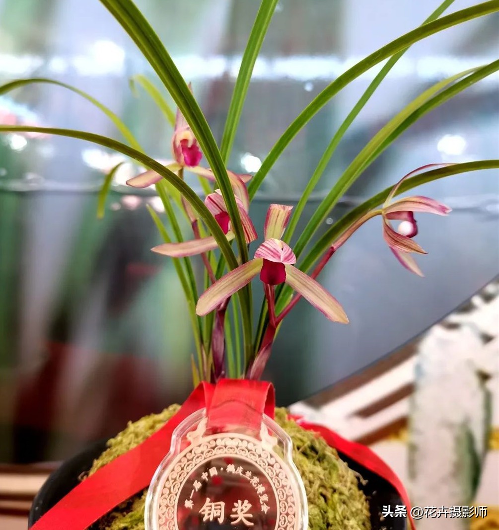 真有价值几万元一株的兰花吗,云南最名贵的兰花是什么品种呢