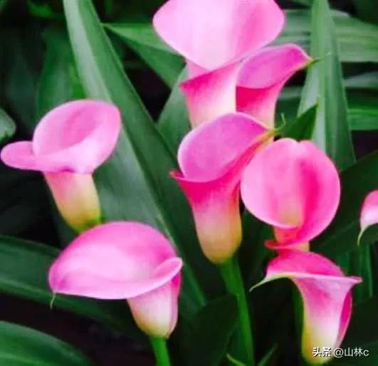 各种各样的鲜花尽情开放争芳斗艳,各种颜色的鲜花开得好美丽动人