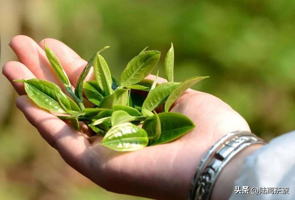 普洱茶杀青的详细介绍,普洱茶之鲜叶篇