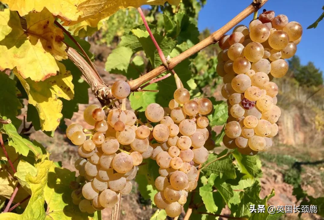 每次买葡萄酒满头问号瞎买？红白葡萄酒大科普：英国好酒推荐