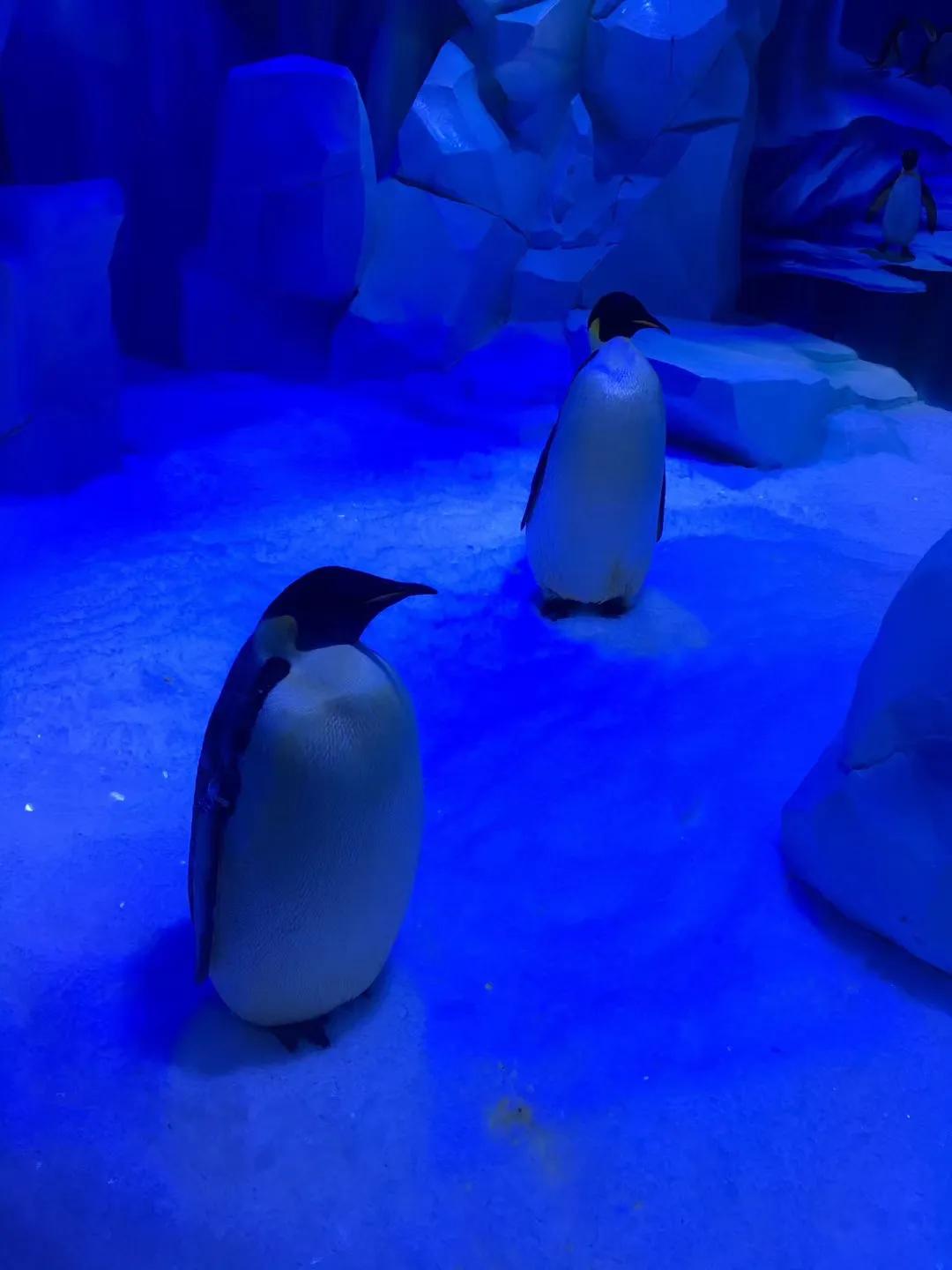 上海海昌海洋公园极限挑战,上海海昌海洋公园在哪个区