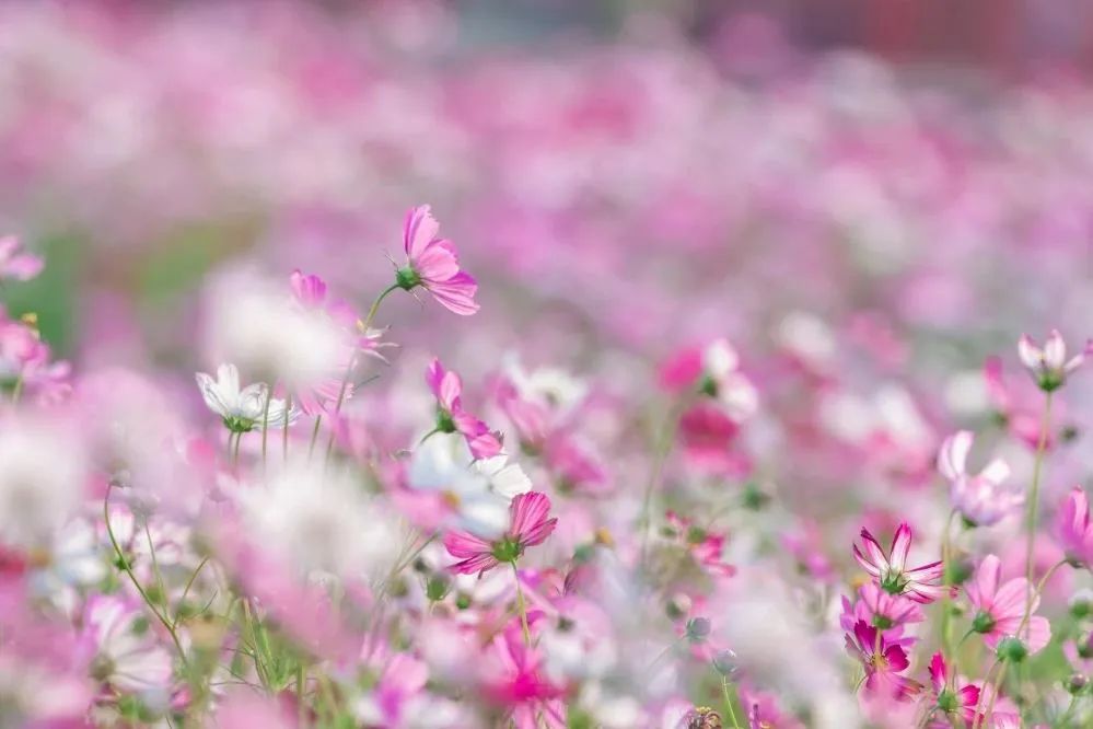 广州哪里有花海的景区,广州南沙区有哪些花海
