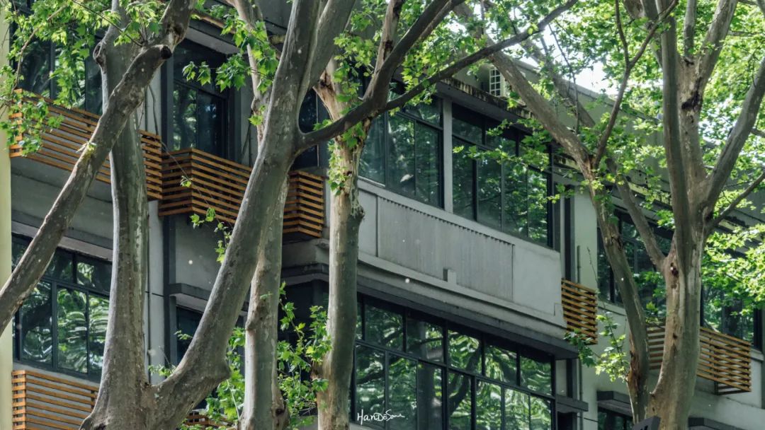 梧桐絮和石楠花,极限二选一