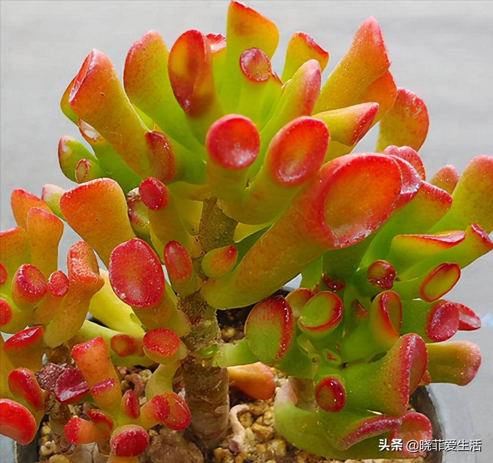 客厅象征发财的盆栽有哪些,客厅养什么绿植最旺财