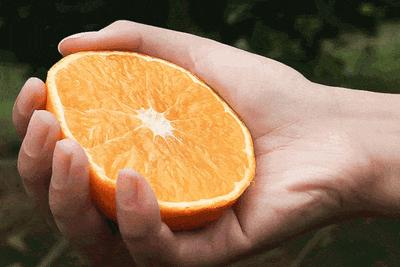 爱媛38号柑橘叶子小原因,爱媛38号柑橘是春梢结果吗