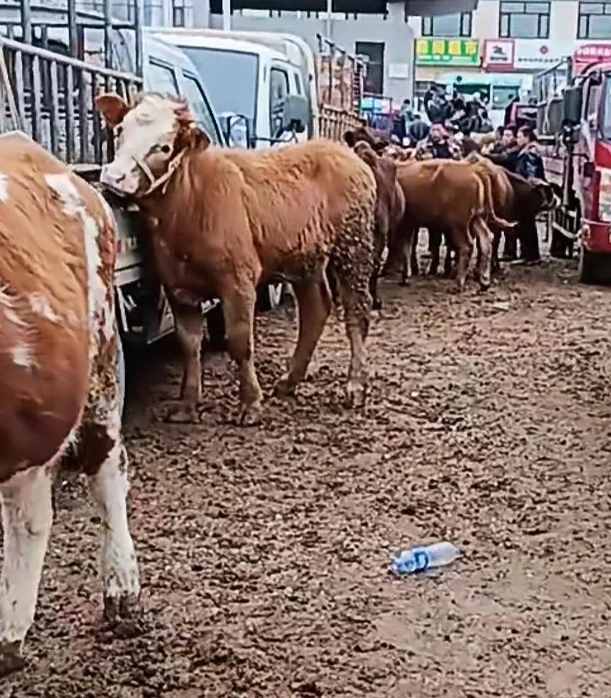 牛价行情低迷养殖户如何保证收益,牛价暴跌养牛人该何去何从