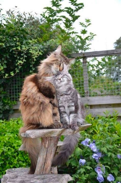 巨人缅因猫棕白,缅因猫温柔巨人