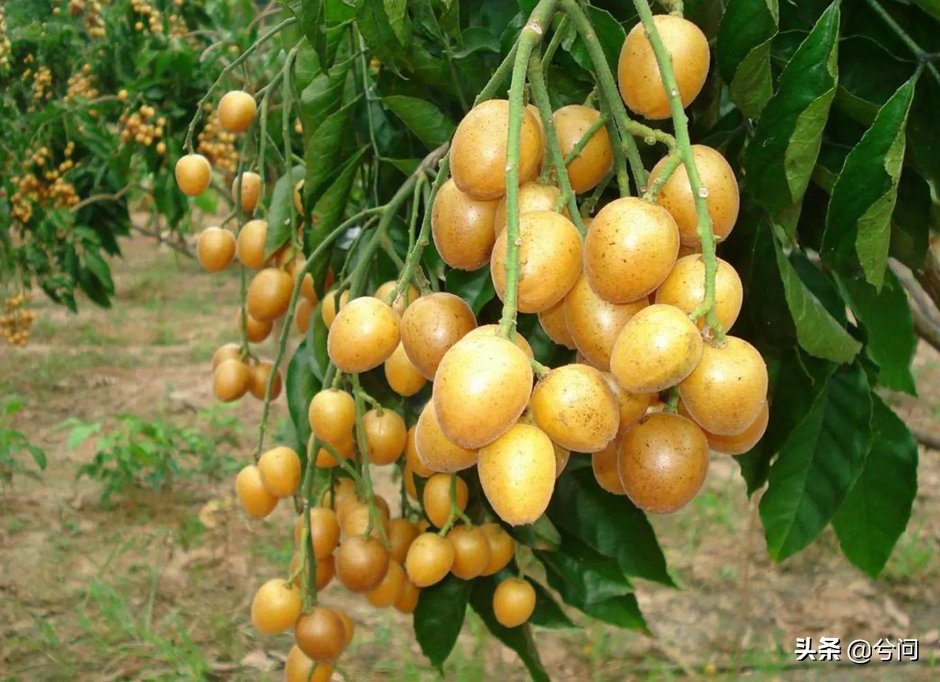 海南的水果特产有哪些？你知道几种？