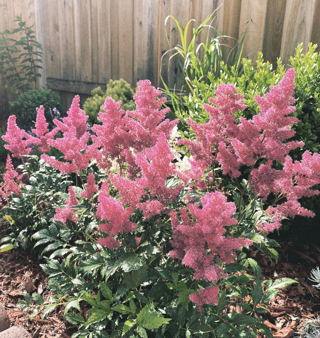 落新妇花卉开花好看吗,容易养殖的素雅花卉图片及名称