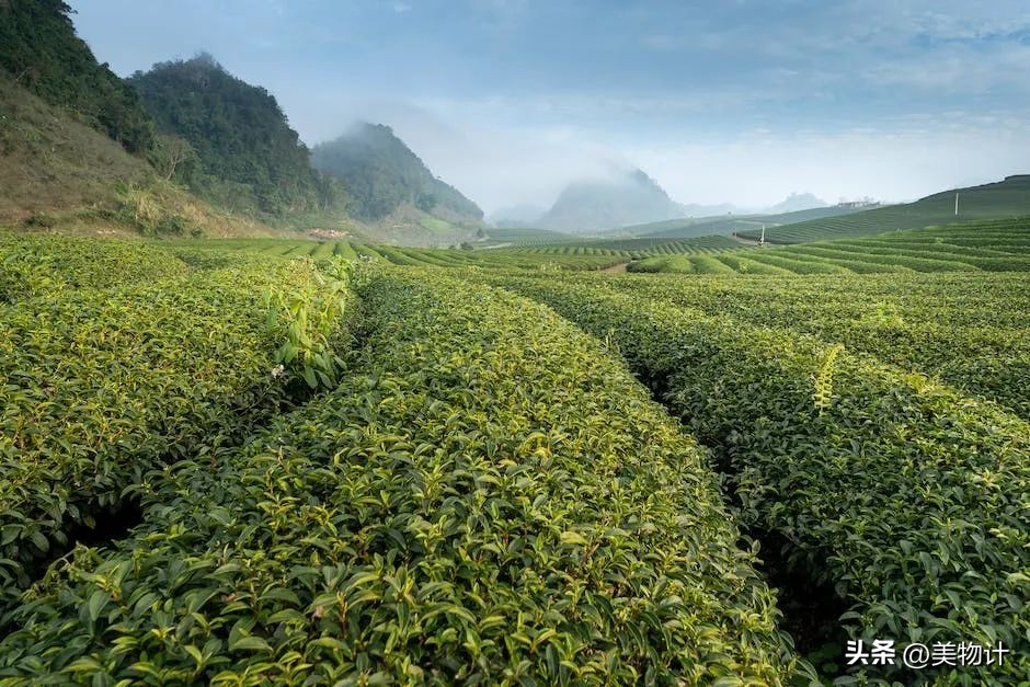 谷雨拥抱最后的一抹春色,谷雨阅尽春色万象更新