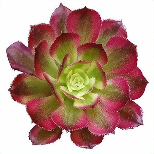 102个大类近500个多肉植物图片，都极其美丽，建议在家中也养一盆