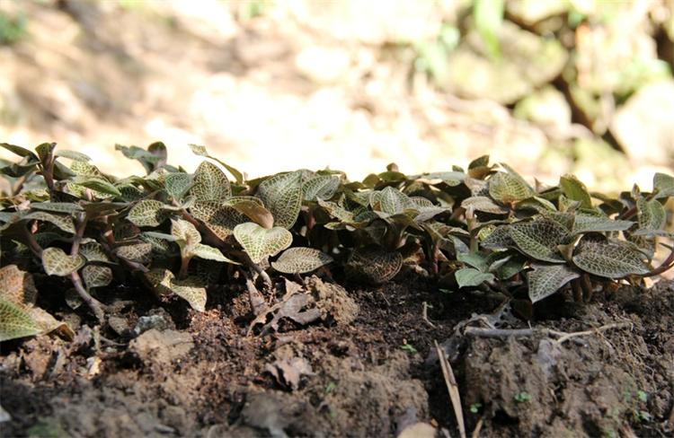 植物中的黄金金线莲,金线莲是草本还是木本