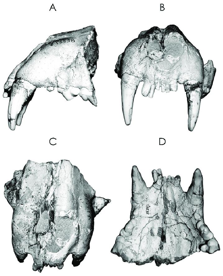 虎年的虎：我从哪里来，要到哪里去？