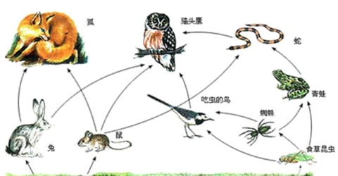 五毒之一蜈蚣为什么怕鸡,鸡为什么是蝎子的克星