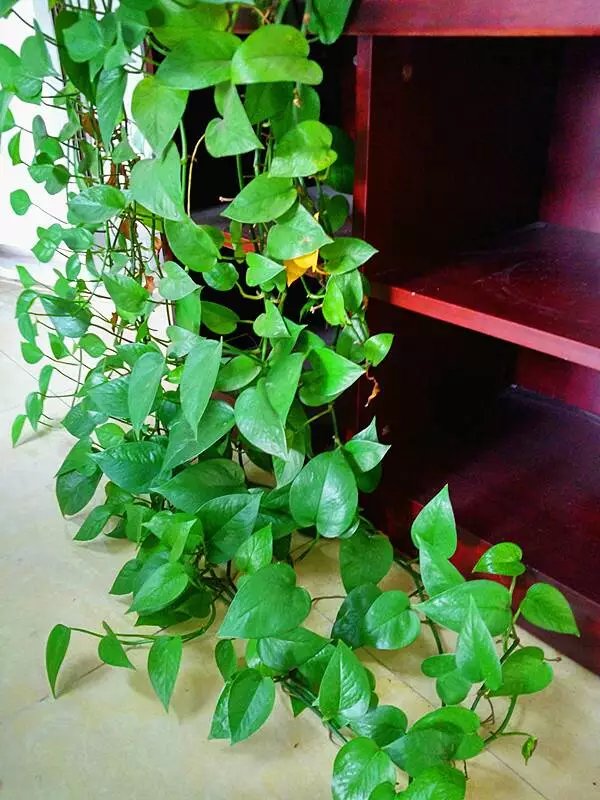 治愈系盆栽绿植推荐,室内小型绿植花卉推荐品种