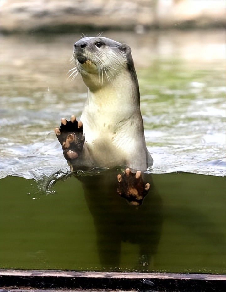 水獭建筑大师,动物界的建筑大师河狸