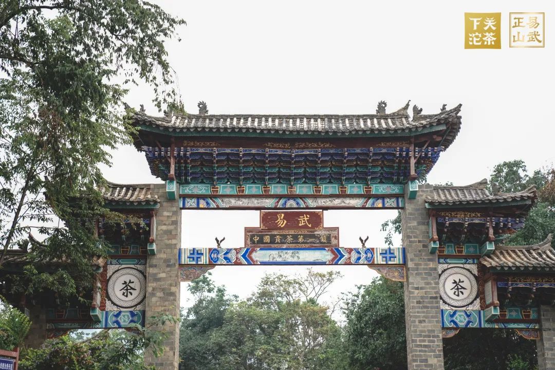 易武正山与易武乔木有何区别,正山小种茶农世家